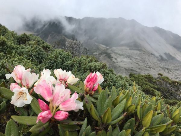 ㄧ見鐘情～南湖大山386490