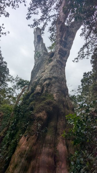 北得拉曼巨木步道2695496