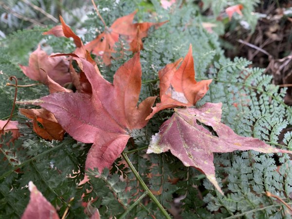 20260119高雄尾寮山(第24刷)2985566