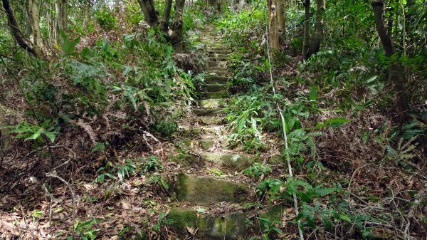 樹梅古道,不二法門2240023