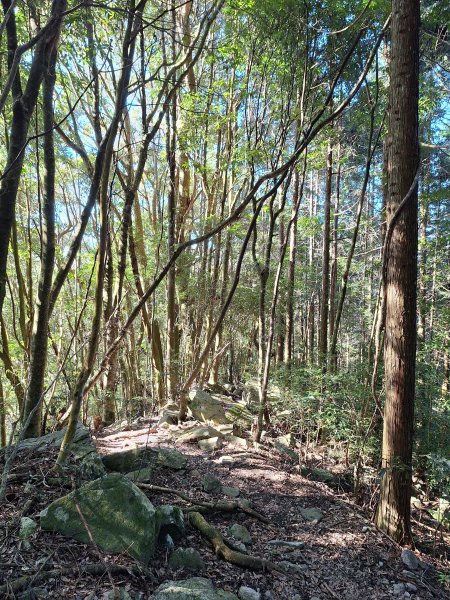 屋我尾山+G(大雪山進老鷹谷出)O型202502162713597