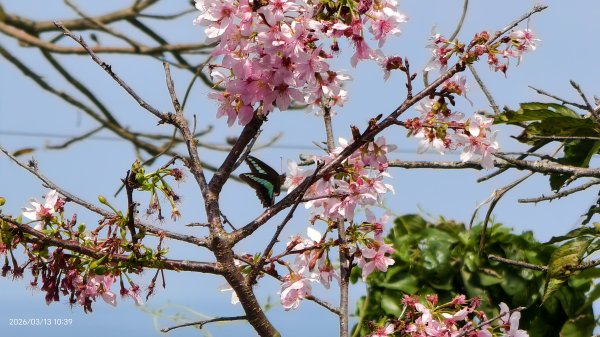 #西龍巖寺 #八里療養院 #黃花風鈴木 #青帶鳳蝶 #虎山 #101大樓  3/133014412