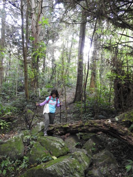 20180609望美山-瓊山(獵人古道)348758