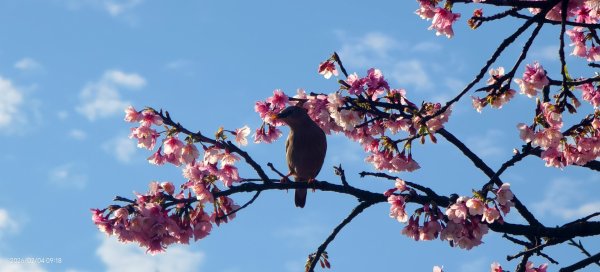 #栗尾椋鳥 #綠繡眼 #東湖樂活公園 #花園新城 #屈尺 #寒櫻 2/42992855