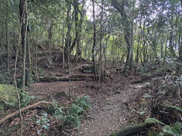 新竹十八尖山，飛鳳山，觀日坪，五指山，鵝公髻山步道3132040