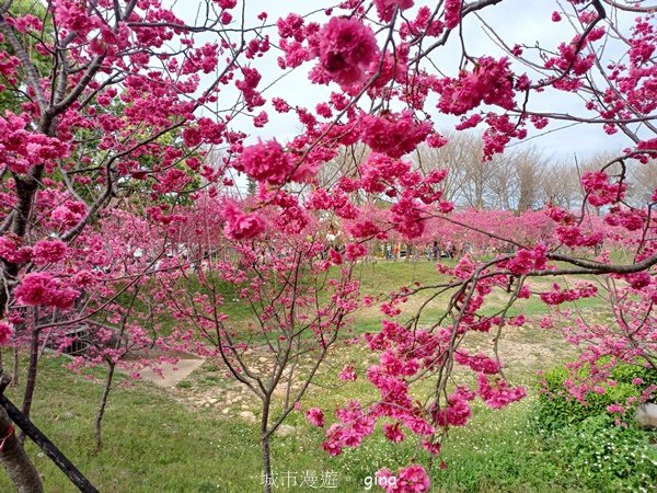 【台中后里】春日賞花。崴立機電櫻花公園2441578