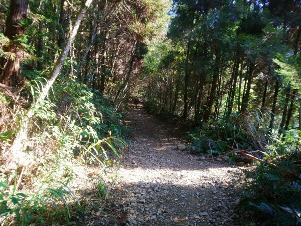 鳶嘴西稜 長壽山 醜崠山來回894693