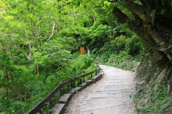 2017.08.11-砂卡礑步道2013811