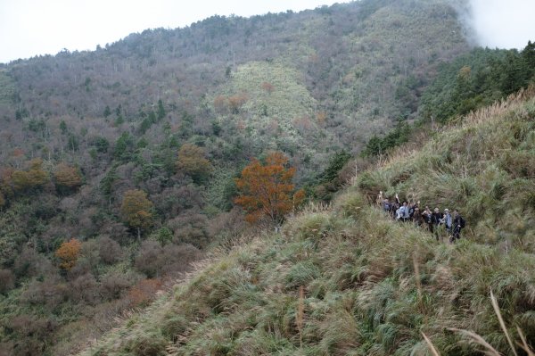 2021.11 太平山山毛櫸、茂興步道1519992