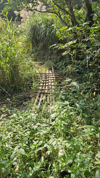 20251210萬里加投山-芎蕉坪古道-北八斗山東南峰-北八斗山-夏綠蒂山-神主嶺-陳明故居2958725