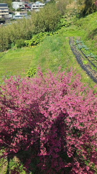 2025-0130溪和宮-大崎頭步道-鵝尾山-平溪步道-鵝尾山水田-42巷-溪山百年古圳-平菁步道2701930