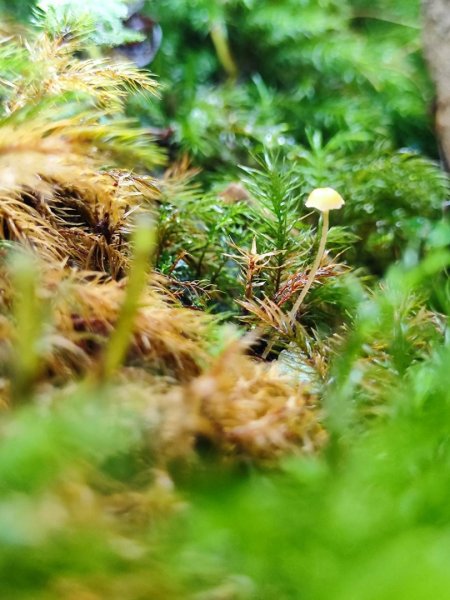 三貂嶺瀑布百大任務解鎖2957934