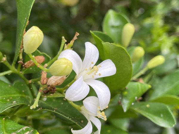 搭安坑輕軌到二叭子植物園2350529