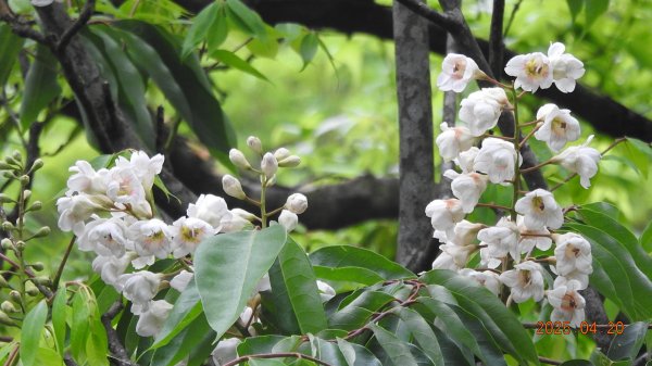 五色鳥和鐘萼木&夕陽晚霞 4/202766524