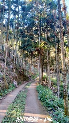 【南投魚池】後尖山步道2968295