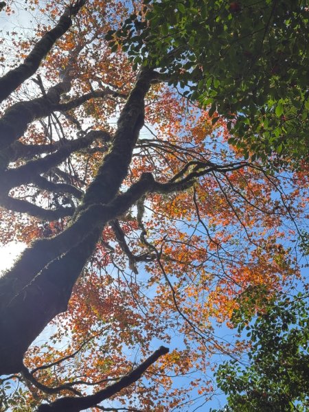 尖石鄉賞楓季-李崠山古堡、秀巒楓景、鎮西堡巨木群2958294