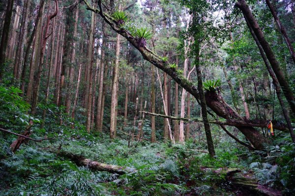 新竹關西鎮 水田林道之貴妃&那結山連走1539756