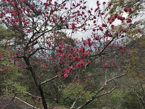 八仙山國家森林遊樂區步道201703061961687