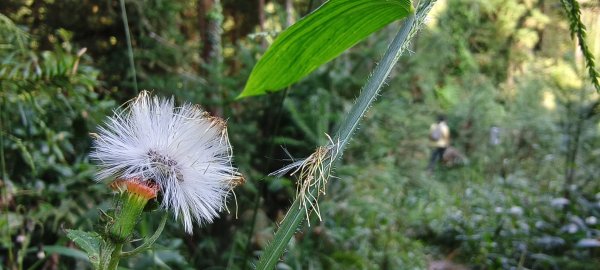 2025/09/20_鵝公髻山步道2892239