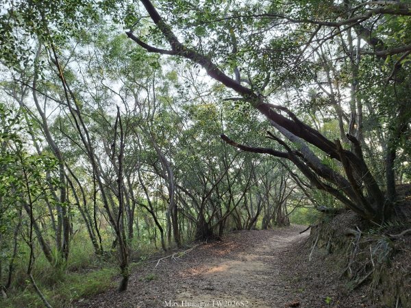 《台中》綠色隧道｜大肚環保公園登山步道O繞202604183038542
