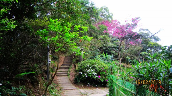 中和步道越嶺土城太極嶺 ~ 櫻花一路相迎 !527994