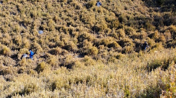 雪山西峰/博可爾山/翠池三叉山與五翠池悠閒走探的山遊記(三日)2838496