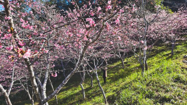 【台灣健行】春艷 • 寶山二集團2698532