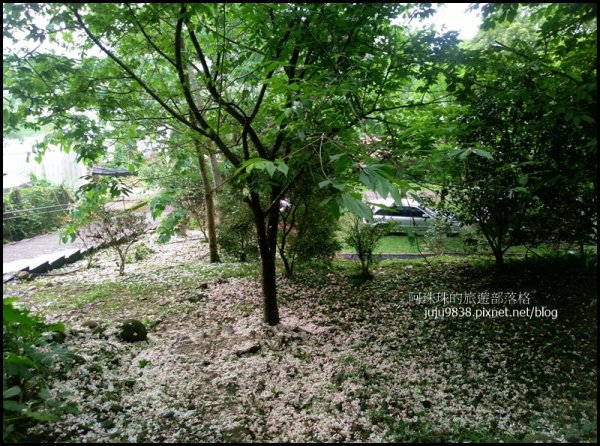   十一指古道包場賞桐花573607
