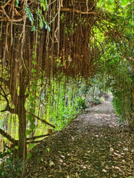 【員林】隴頂古道連走萬里長城及藤山步道O繞2871783