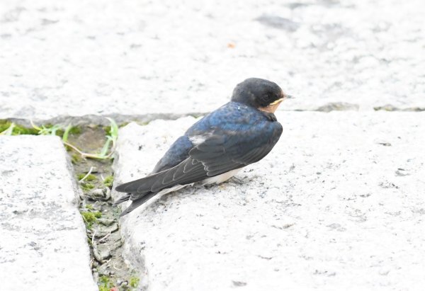 2016年, 九年前, 5, 6月份, 華江雁鴨自然公園2807722