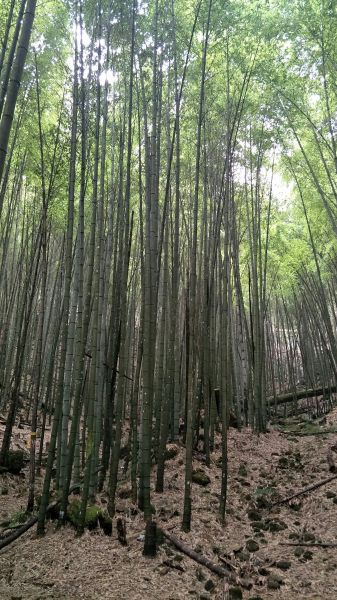 金柑樹山&忘憂森林步道20171023193272