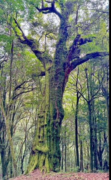 觀霧瀑布 賞鳥步道2926772