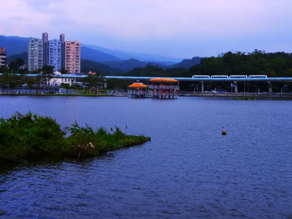 白鷺鷥山與大湖公園落羽松步道235794