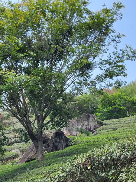 2026.03.30 茶園、梅園、視野都極美的玉打山觀景臺3073630