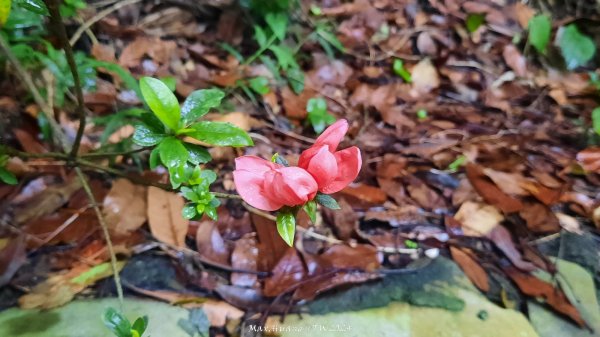 《彰化》西北雨後｜花壇大嶺巷步道群O繞202408242579758