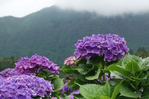  竹子湖繡球花 (青楓步道及頂湖)189475