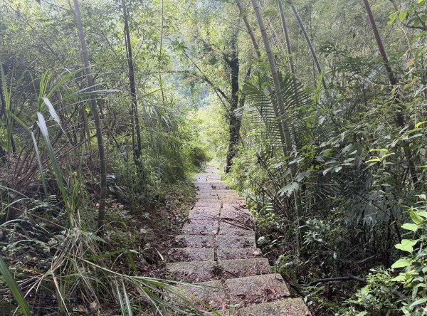 [樟之細路_第二大段RSA21] 2026_0823 騎龍古道3121609