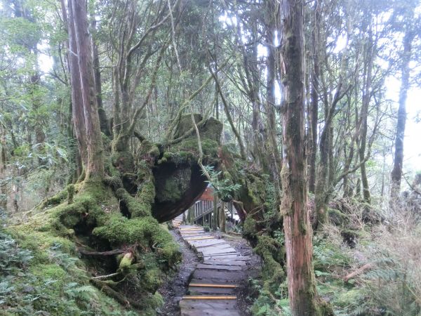 檜木原始林．鐵杉林自然步道380352