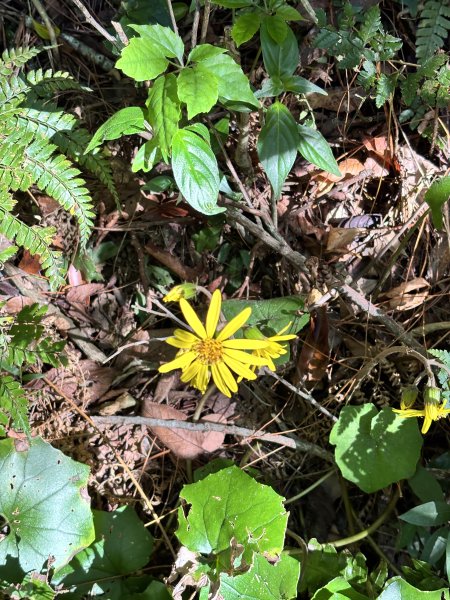 面天山、向天山、向天池2921029