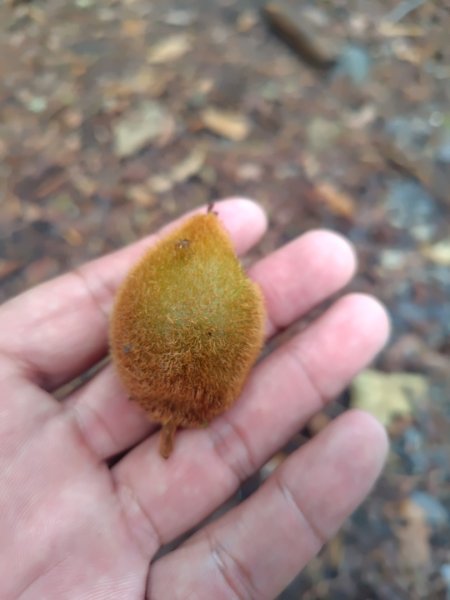 巒安堂、西巒大山2931657