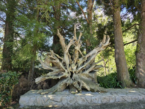 [皮皮獅探險隊-09/10] 2025_0816 野馬瞰山步道2862651