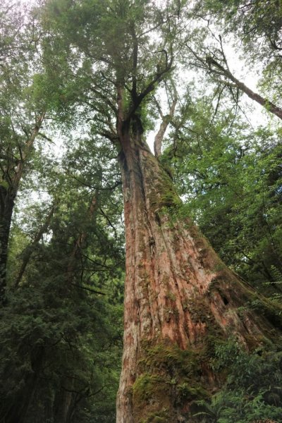〔桃園復興〕拉拉山巨木，史詩級魔幻森林，75公頃紅檜 扁柏森林浴2236996