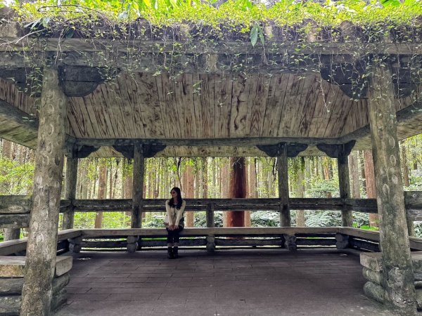 溪頭天文台 空中走廊 神木林道 賞鳥步道2486060