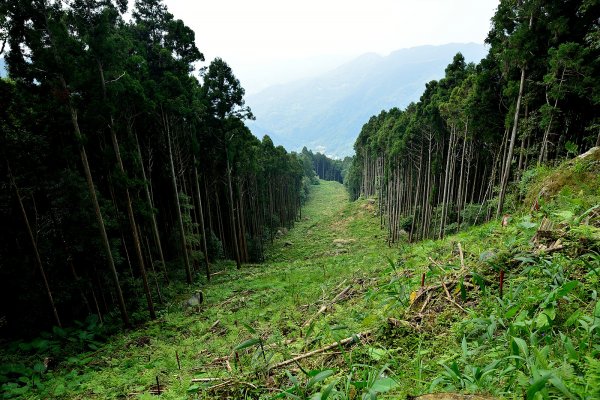 羅山林道登油羅山1869800