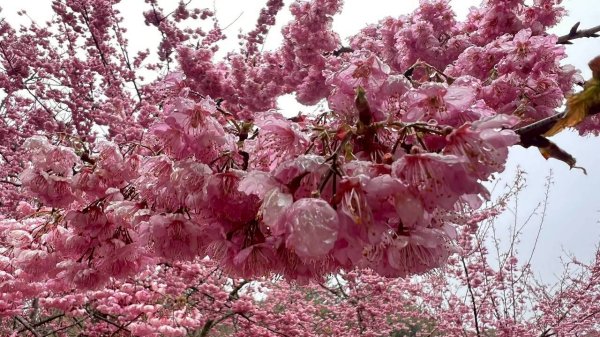 🌈3/1（日）福壽山農場~千櫻園✨FB：熊熊趴爬走🌈3008549