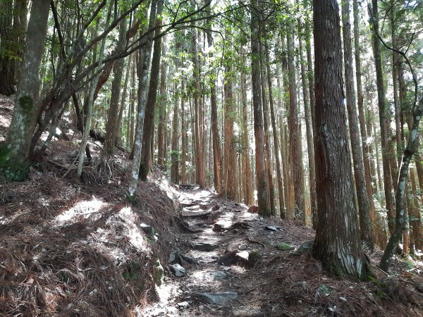 馬崙山上下(八壯士登山口起登)