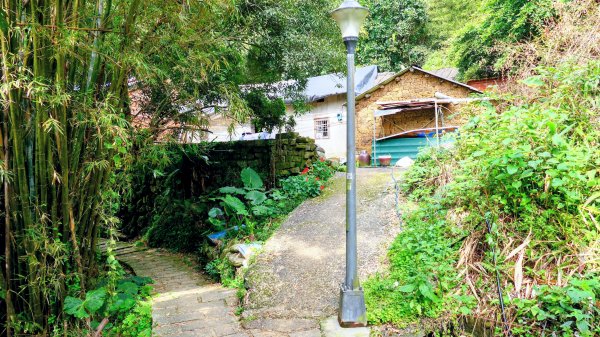 鵝尾梯田櫻花巷2989277