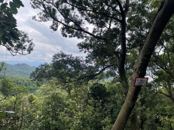 【大棟山系】百年大榕樹2858114