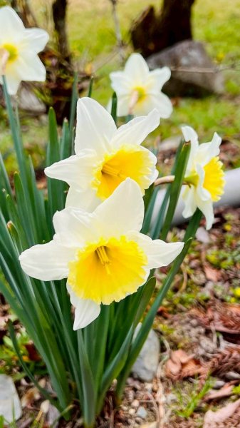 🌈2026.02.14+17武陵櫻花季✨FB：熊熊趴爬走🌈3004316