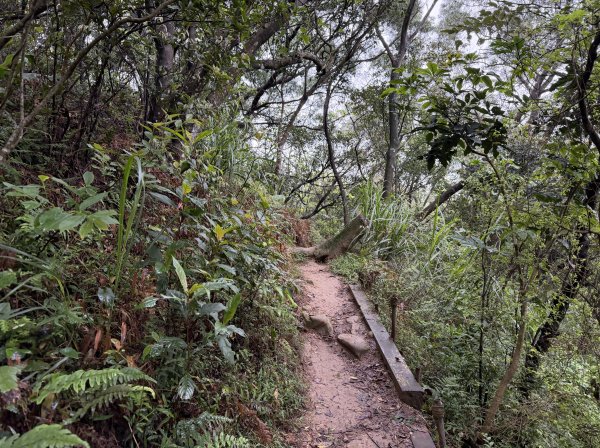 [微笑山線_第三段] 2026_0328 鳶山山系_福德坑山3025574